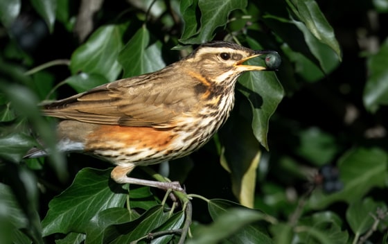 Redwing photograph