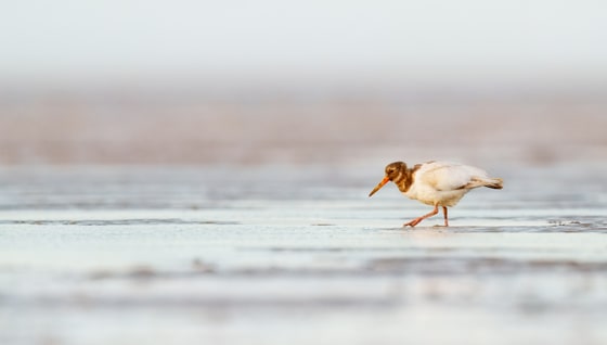 Leucistic Eurasian Oystercatcher, Snettisham Beach, Norfolk, December 2025