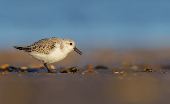 Sanderling photograph