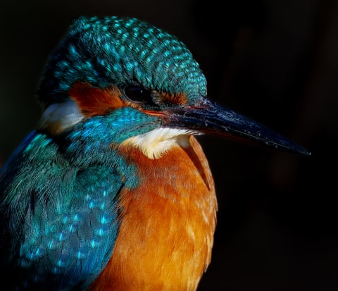 Common Kingfisher Portrait, Verulamium Park, St Albans, January 2026