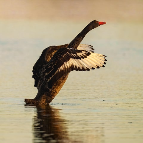 Black Swan photograph