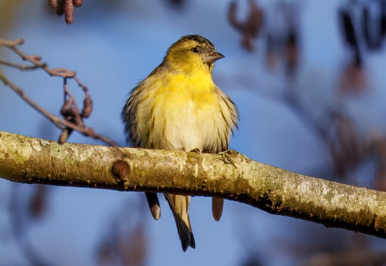 Eurasian Siskin photograph