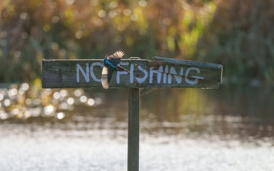 Common Kingfisher, Sculthorpe Moor, Norfolk, December 2025