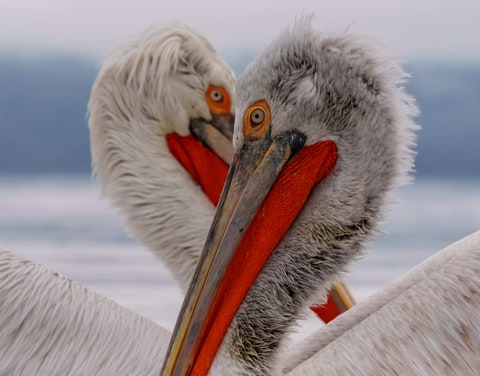 Dalmatian Pelicans, Lake Kerkini, Greece