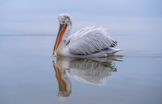 Dalmatian Pelican photograph