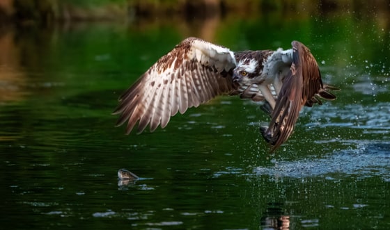 Western Osprey photograph