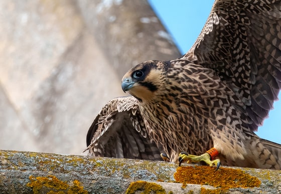 Peregrine Falcon photograph