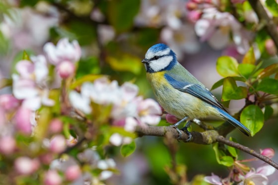 Eurasian Blue Tit photograph