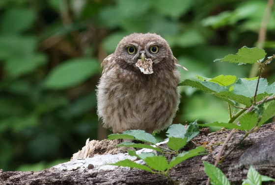 Little Owl photograph