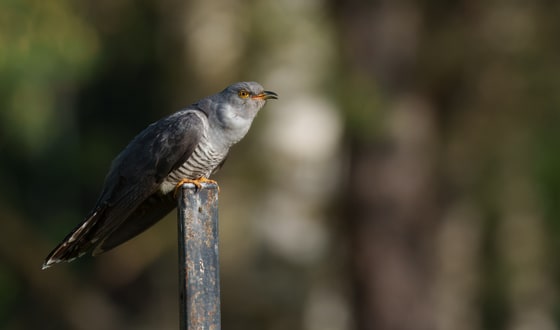 Common Cuckoo photograph