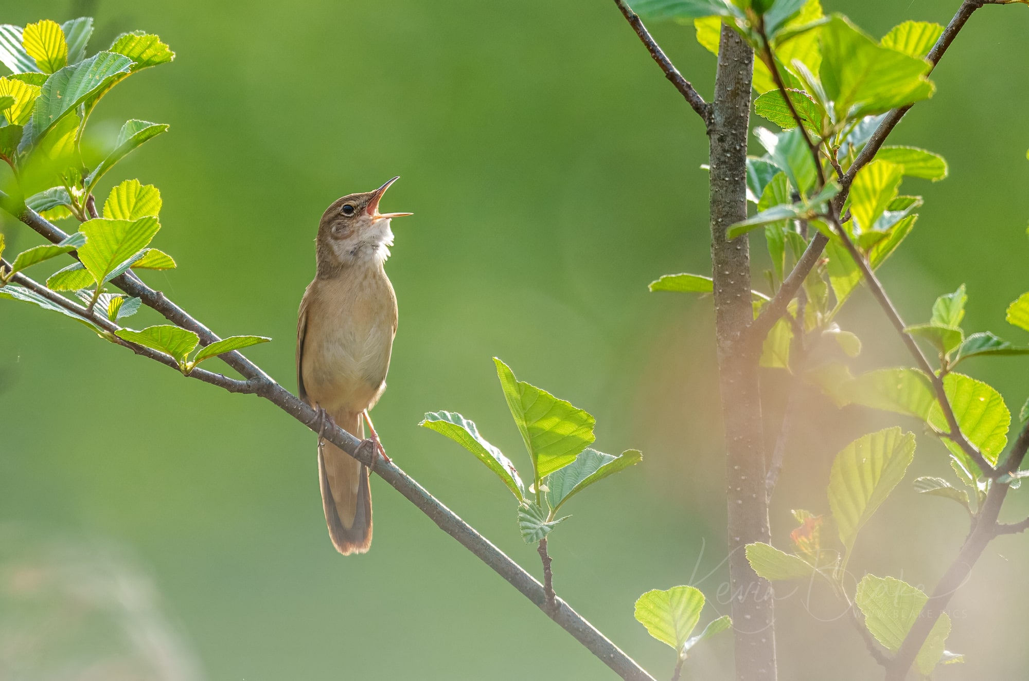 Savi's Warbler, Bialowieza Forest, Poland, May 2026