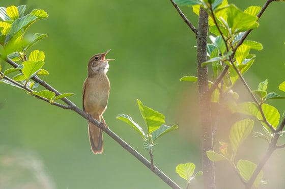 Savi's Warbler photograph
