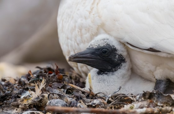 Northern Gannet Chick / Guga, Bass Rock, Scotland