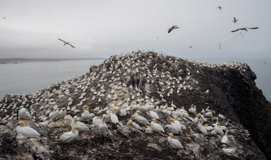 Northern Gannets, Bass Rock