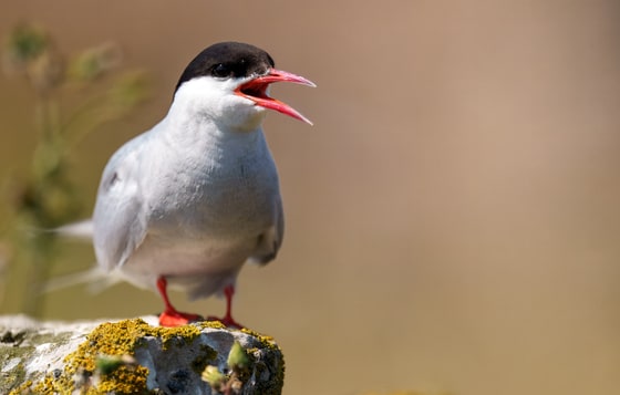 Arctic Tern photograph