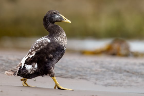 Common Eider photograph