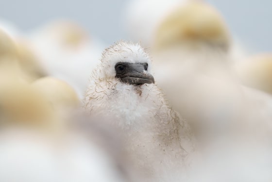 Northern Gannet photograph