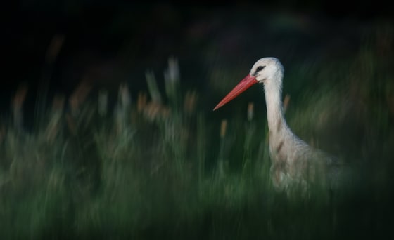 White Stork photograph