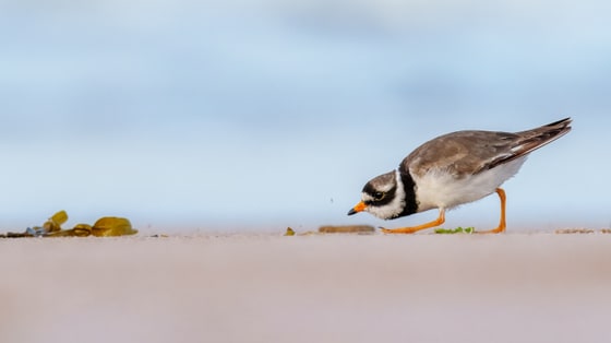 Common Ringed Plover photograph