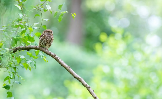 Little Owl, Bushy Park, July 2026