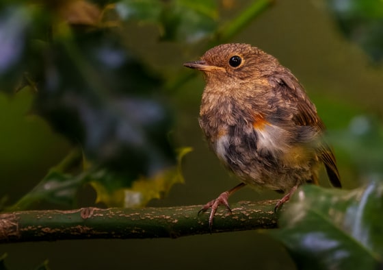 European Robin photograph