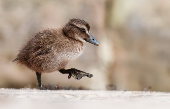 Eider Duckling, Seahouses, July 2026