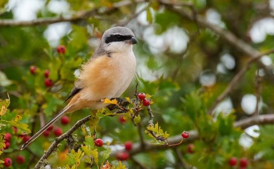 Long-tailed Shrike photograph