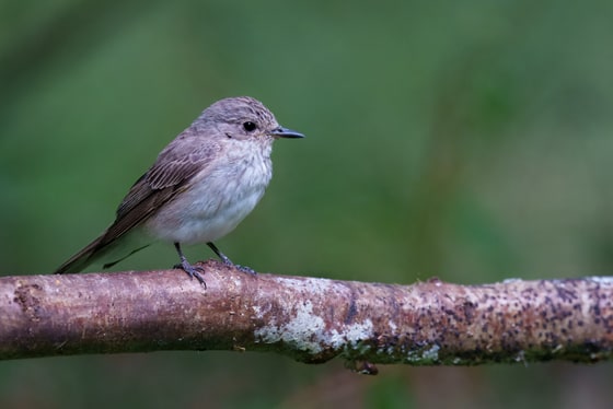Spotted Flycatcher photograph