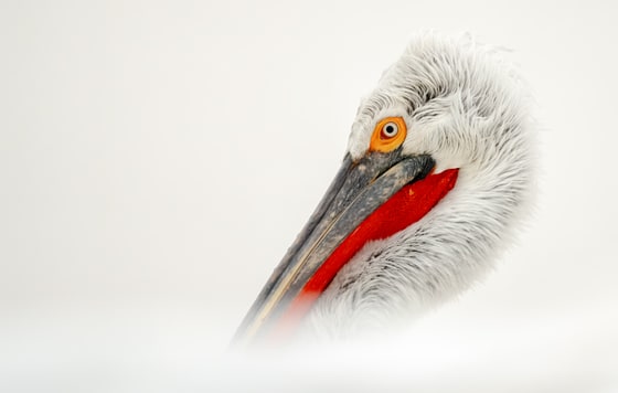 Dalmatian Pelican, Lake Kerkini, February 2026
