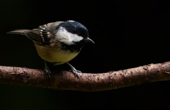 Coal Tit photograph