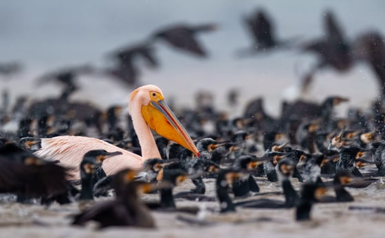 Great White Pelican photograph