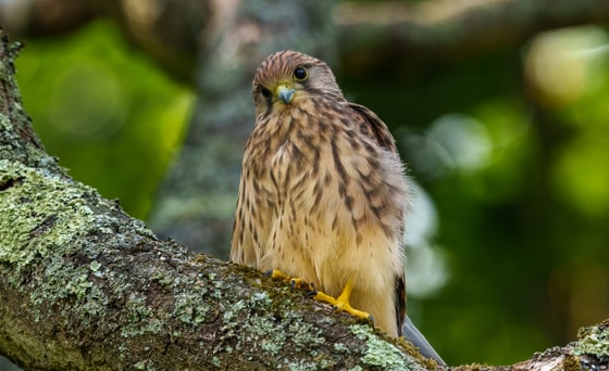 Common Kestrel photograph