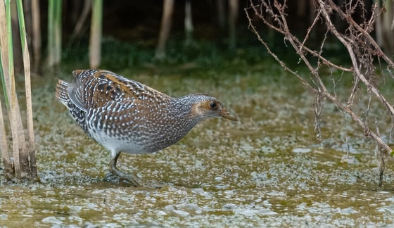 Spotted Crake photograph