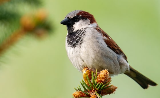 House Sparrow photograph