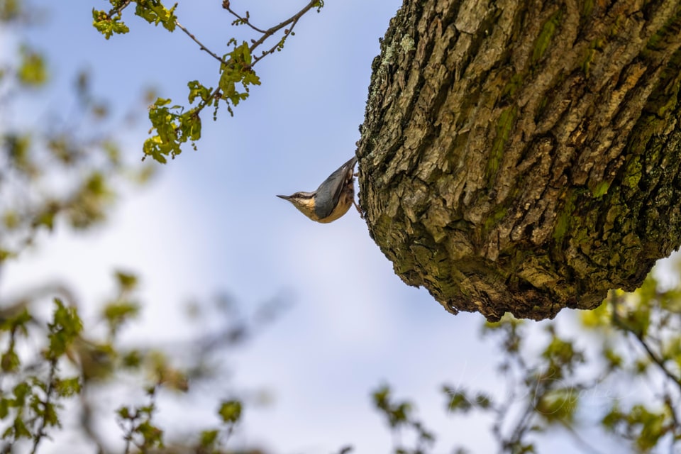 Eurasian nuthatch clinging to the edge of a tree trunk in Cassiobury Park