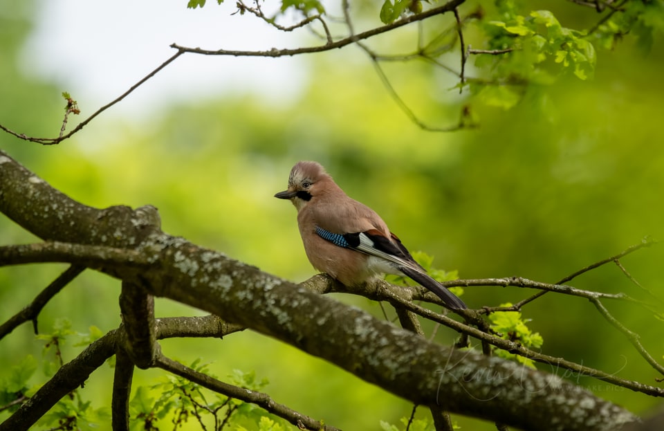 Eurasian jay perched on a branch in Cassiobury Park