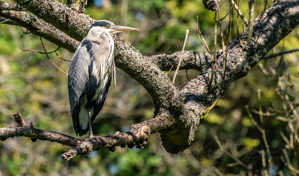 Grey heron perched in a tree in Cassiobury Park