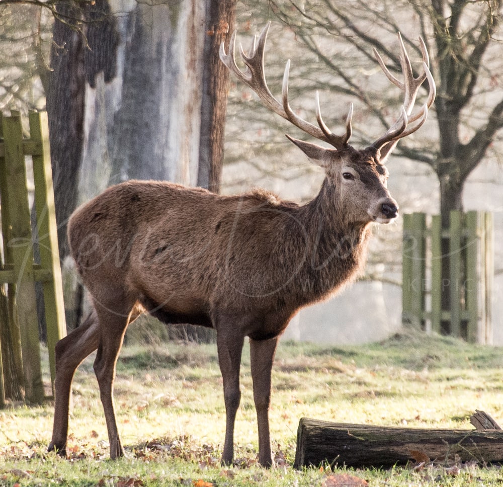 Red Deer stag with large antlers standing by a wooden fence among trees