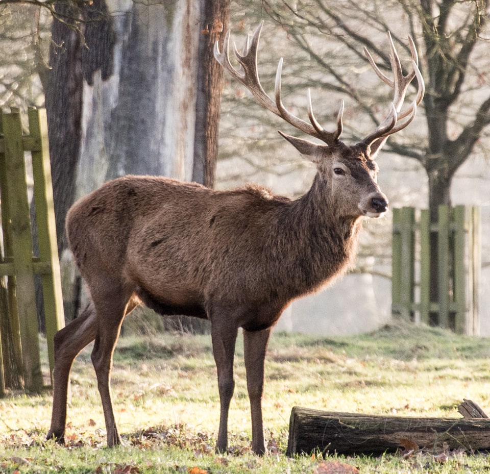 Red Deer stag with large antlers standing by a wooden fence among trees