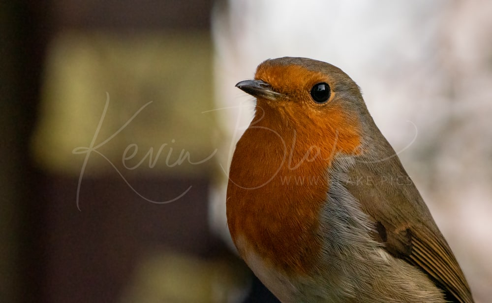 Robin Profile