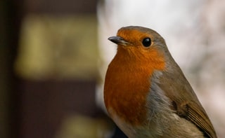 Close-up of a European robin captured on a camera trap