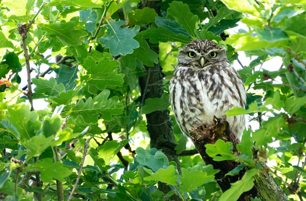 Little Owl in Cassiobury Park