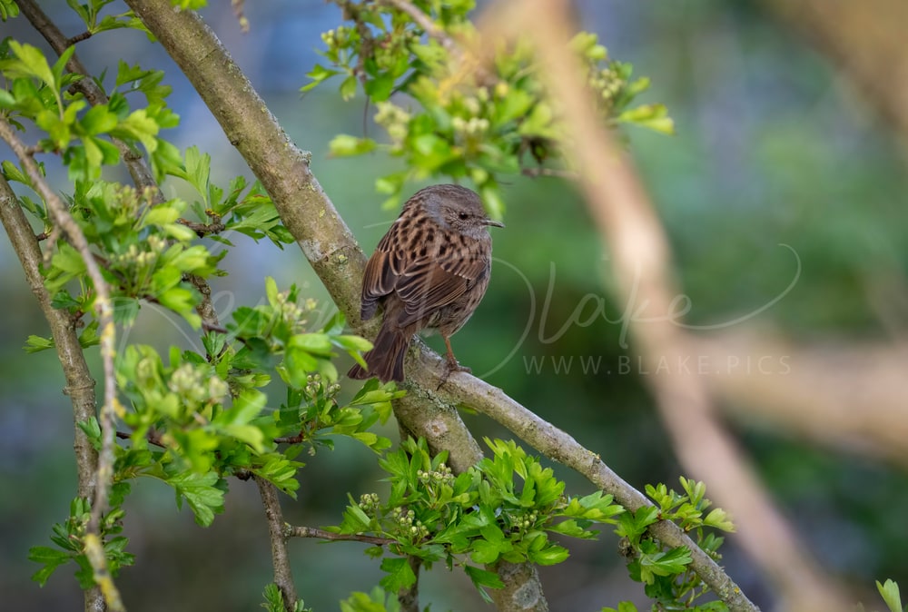 Dunnock