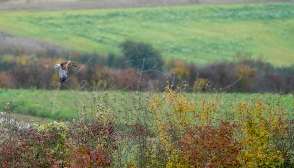 Marsh Harrier In The Arun Valley