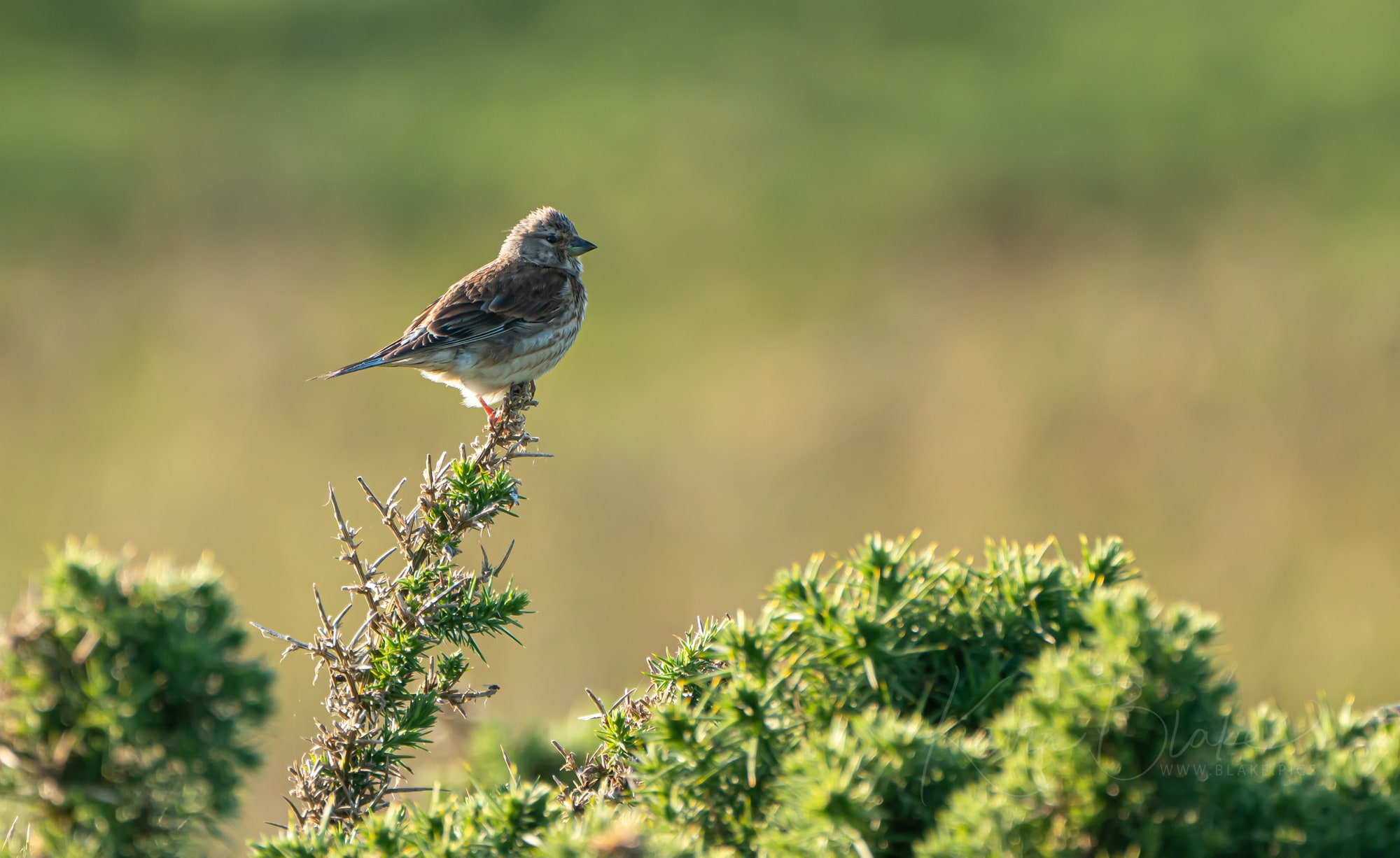 June Pembrokeshire 33