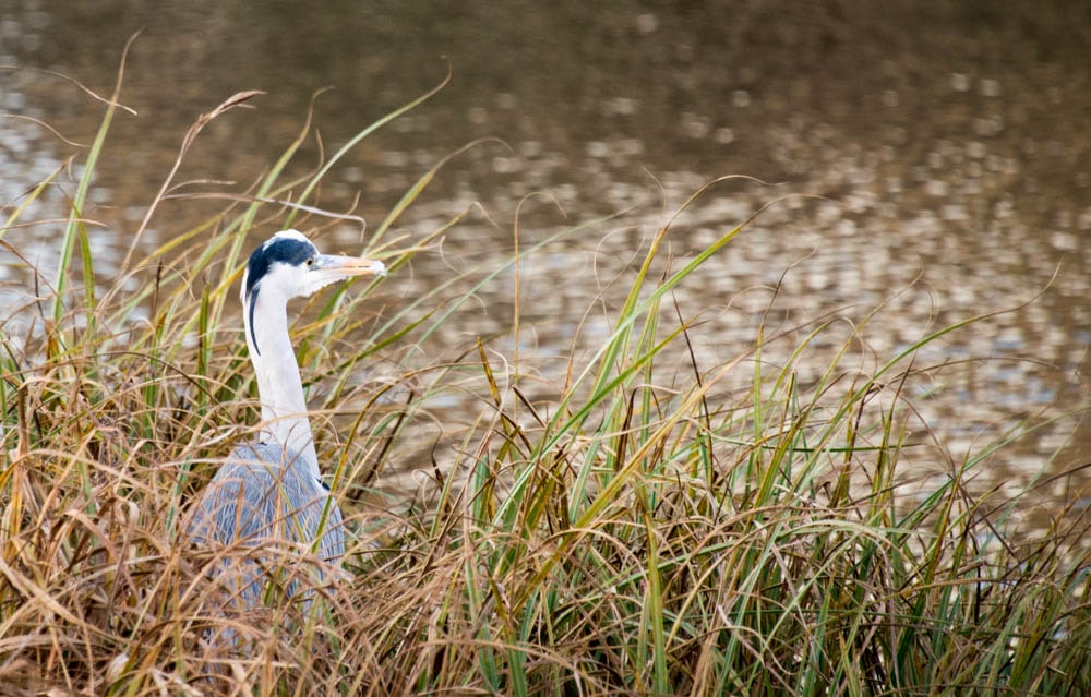 Heron