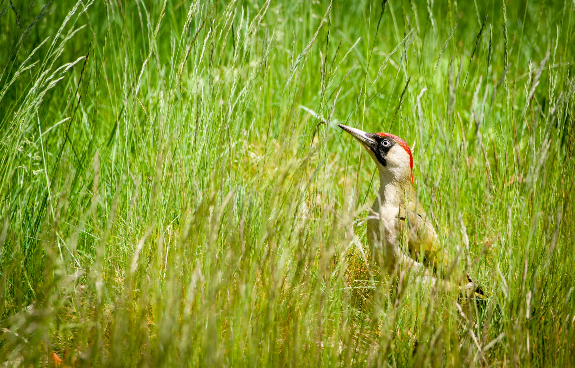 Green Woodpecker in the grass