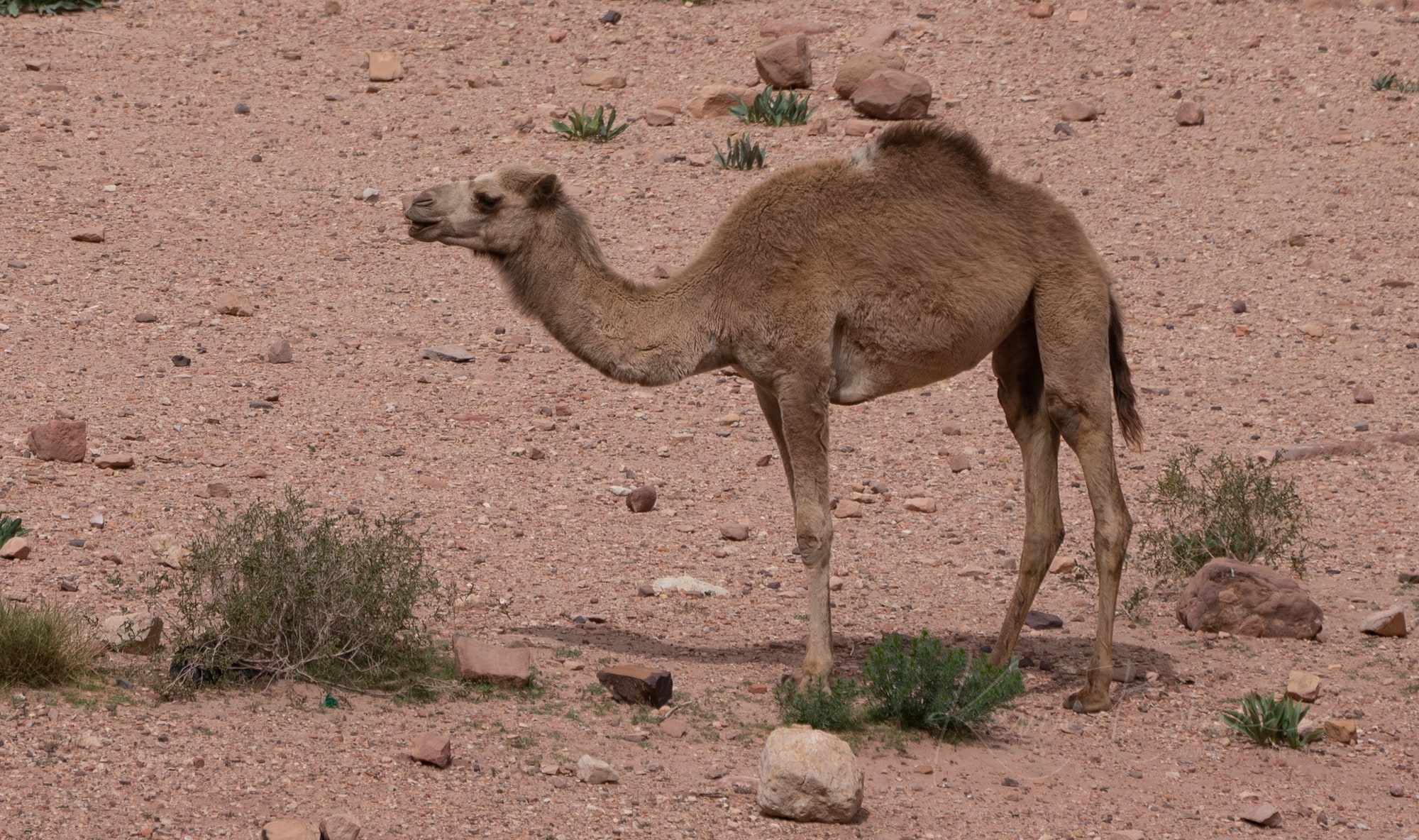 Petra Petra Camel