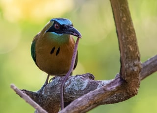 Lesson's Motmot, Villa San Ignacio, Alajuela, Costa Rica