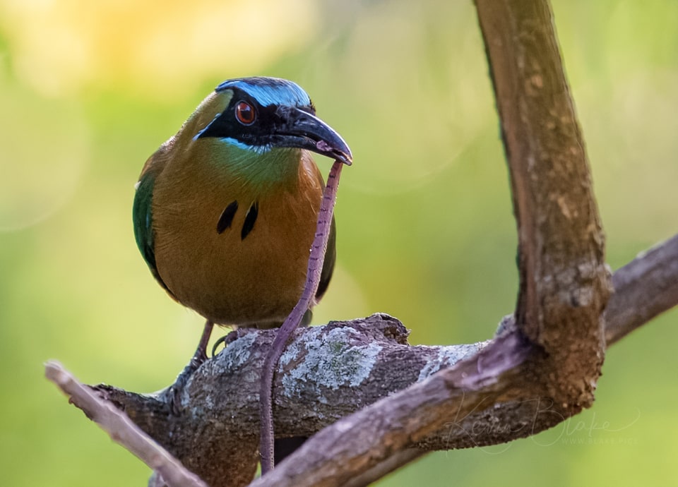 Lesson's Motmot, Villa San Ignacio, Alajuela, Costa Rica